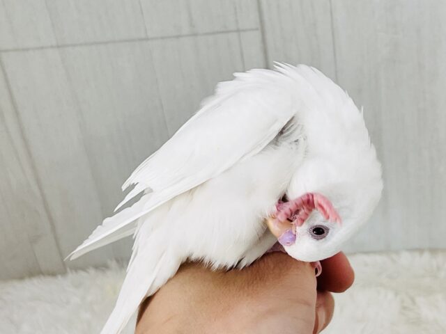 セキセイインコ