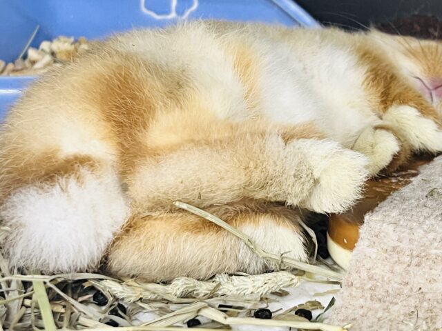 ネザーランドドワーフ