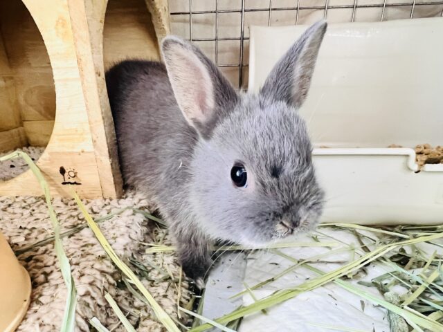 ネザーランドドワーフ