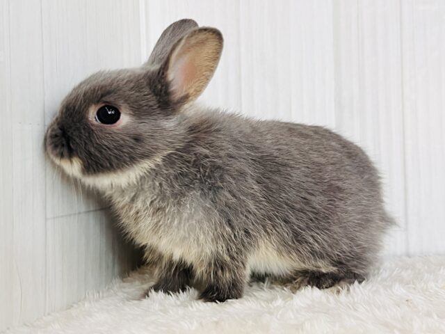 ネザーランドドワーフ