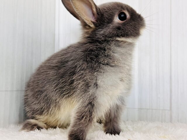 ネザーランドドワーフ