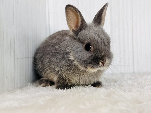 ネザーランドドワーフ