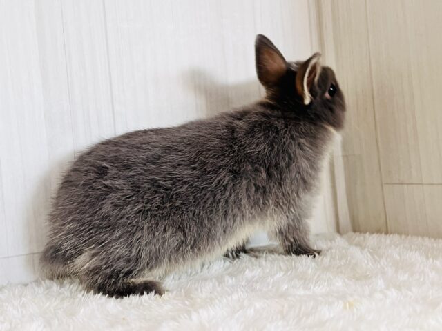 ネザーランドドワーフ