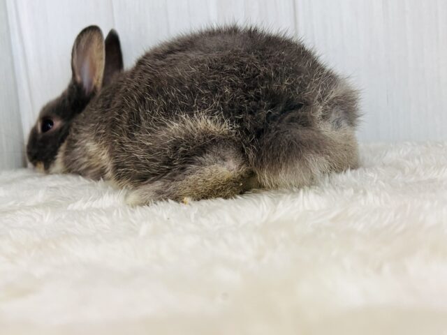 ネザーランドドワーフ