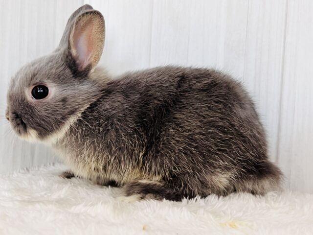 ネザーランドドワーフ