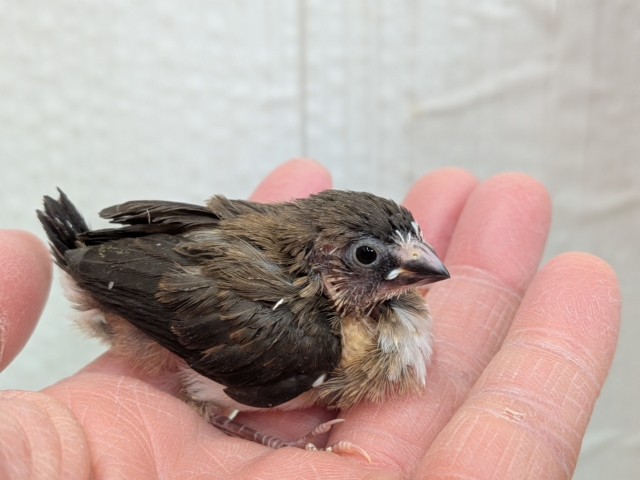 十姉妹（ジュウシマツ）