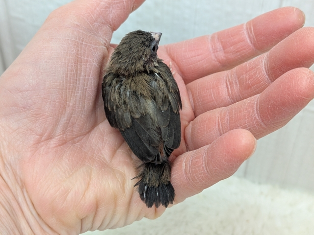 十姉妹（ジュウシマツ）