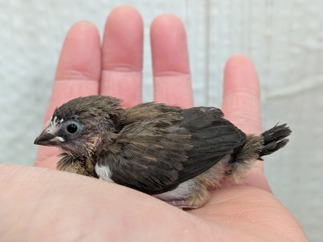 十姉妹（ジュウシマツ）