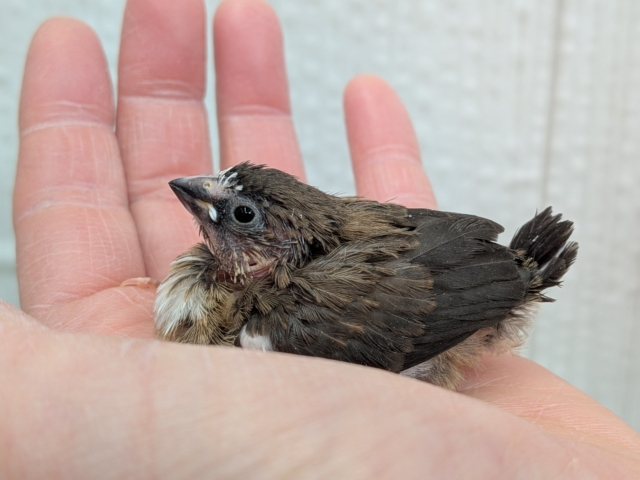 十姉妹（ジュウシマツ）