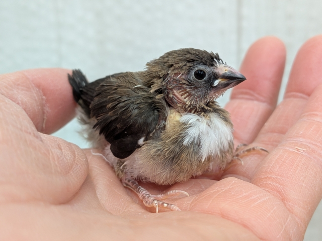 十姉妹（ジュウシマツ）