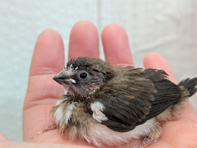 十姉妹（ジュウシマツ）