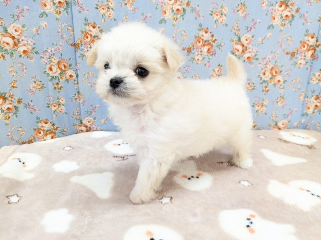 チワマル（マルチワ）