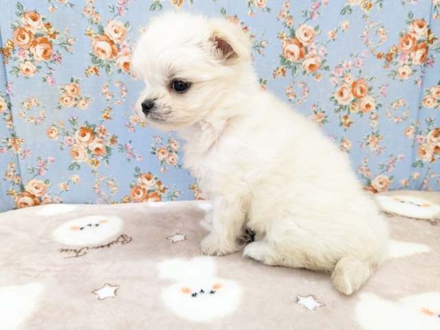 チワマル（マルチワ）