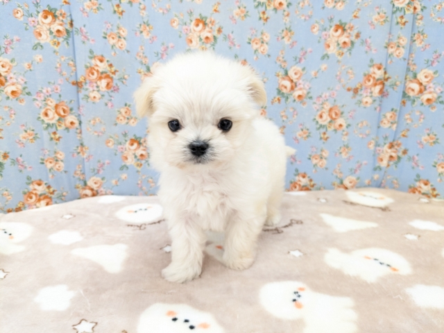 チワマル（マルチワ）