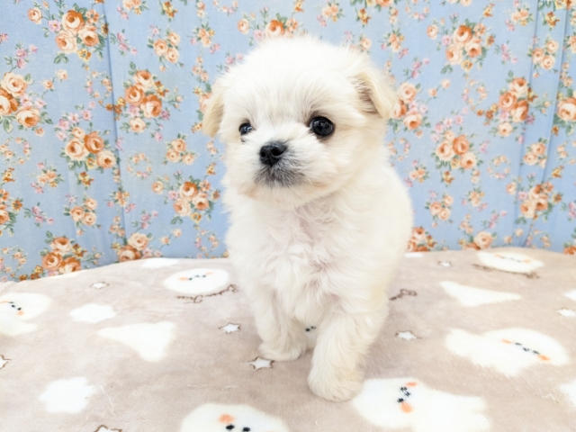 チワマル（マルチワ）