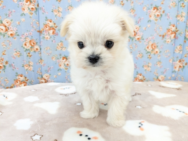 チワマル（マルチワ）