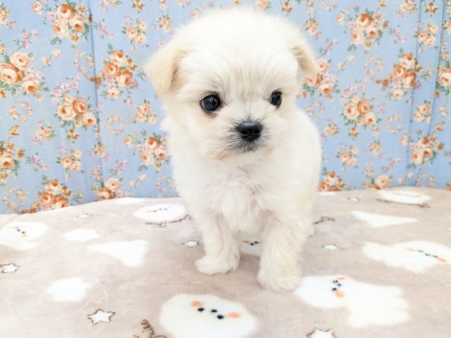 チワマル（マルチワ）