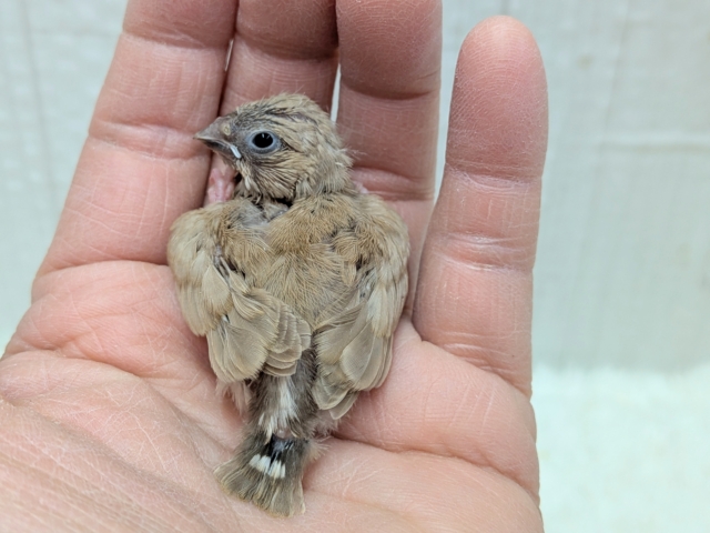 錦花鳥（キンカチョウ）
