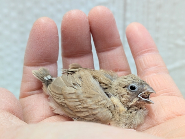 錦花鳥（キンカチョウ）