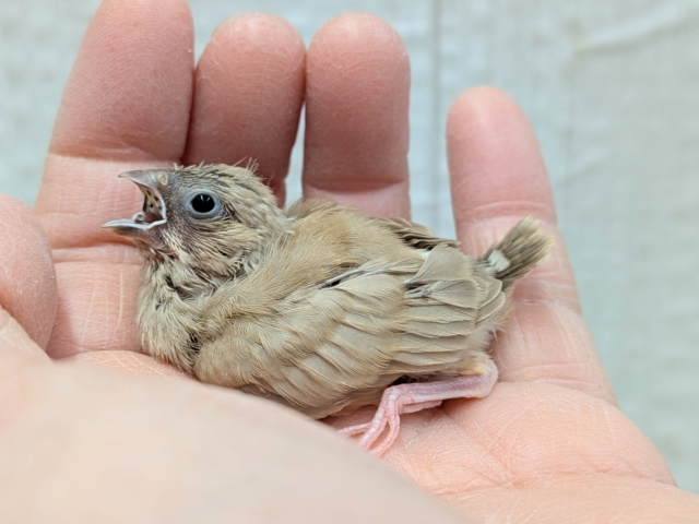 錦花鳥（キンカチョウ）