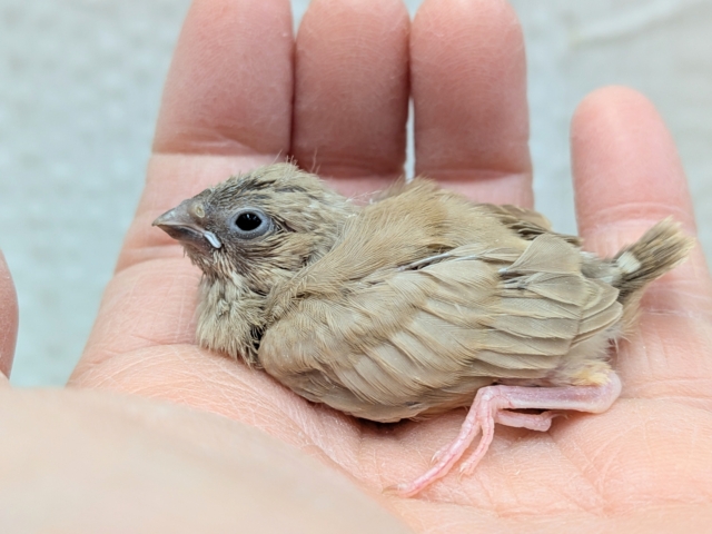 錦花鳥（キンカチョウ）