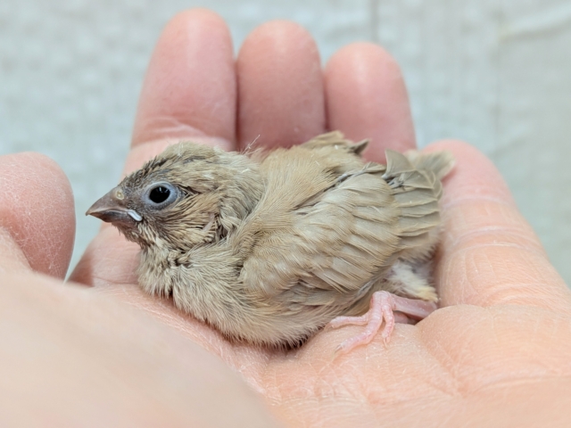 錦花鳥（キンカチョウ）