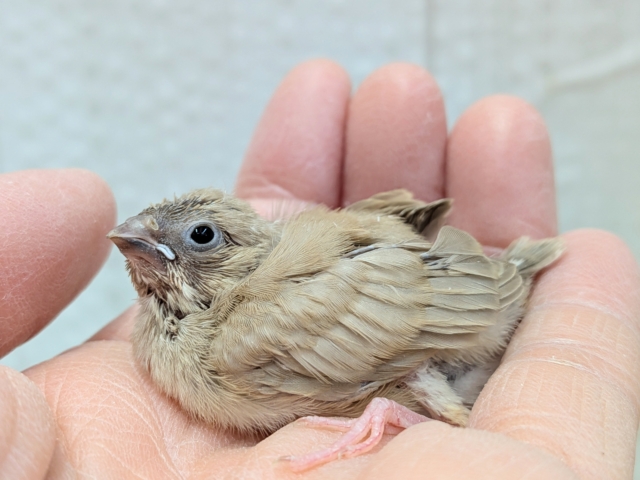 錦花鳥（キンカチョウ）