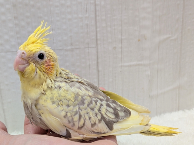 オカメインコ