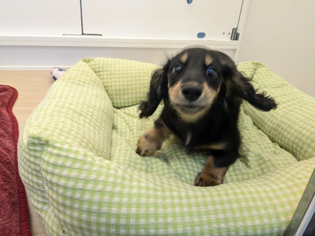 ミニチュアダックス