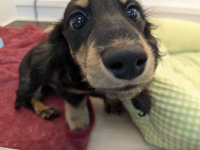 ミニチュアダックス