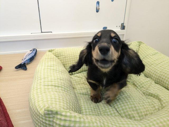 ミニチュアダックス