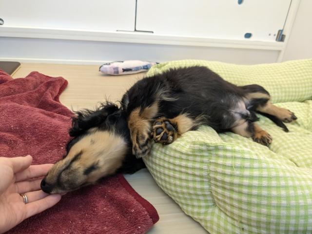 ミニチュアダックス