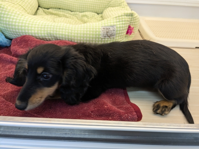 ミニチュアダックス