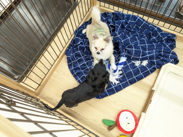 ミニチュアダックス