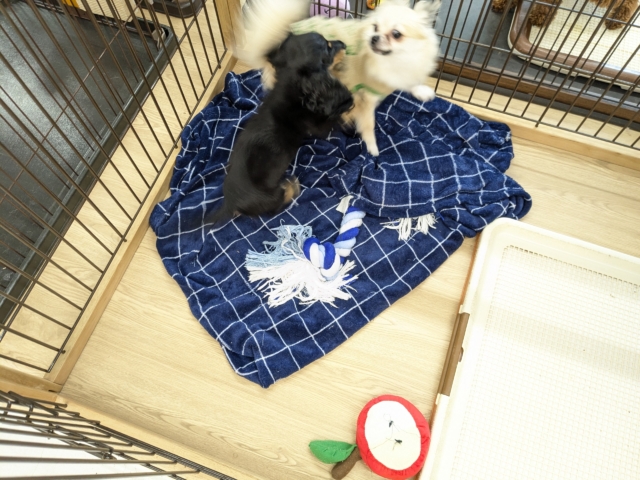 ミニチュアダックス