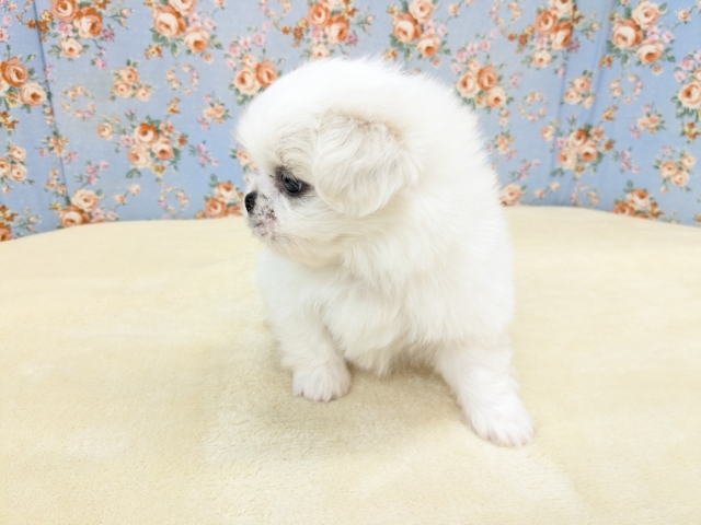 ペキチワ（ペキチー、チワペキ）