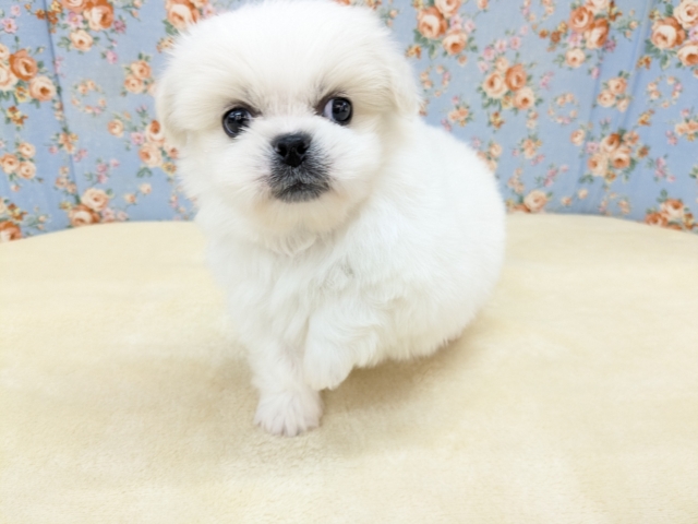 ペキチワ（ペキチー、チワペキ）