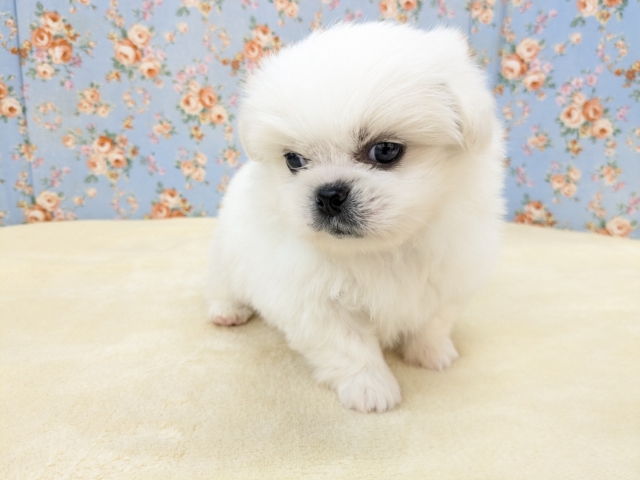 ペキチワ（ペキチー、チワペキ）