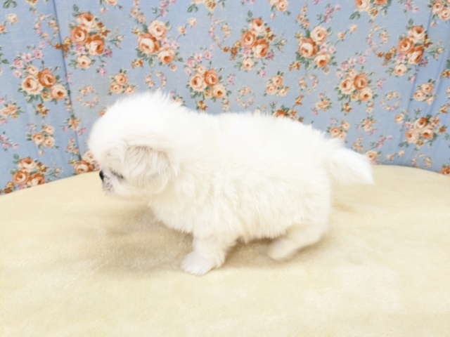 ペキチワ（ペキチー、チワペキ）