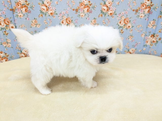 ペキチワ（ペキチー、チワペキ）