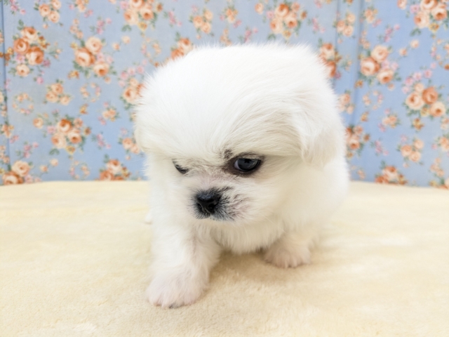 ペキチワ（ペキチー、チワペキ）