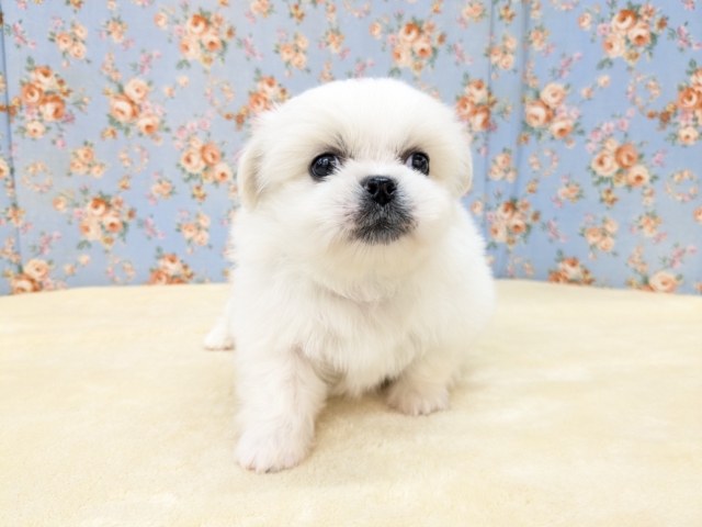 ペキチワ（ペキチー、チワペキ）