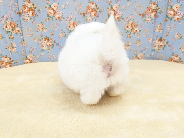 ペキチワ（ペキチー、チワペキ）