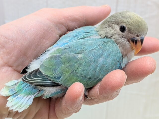コザクラインコ（小桜インコ）