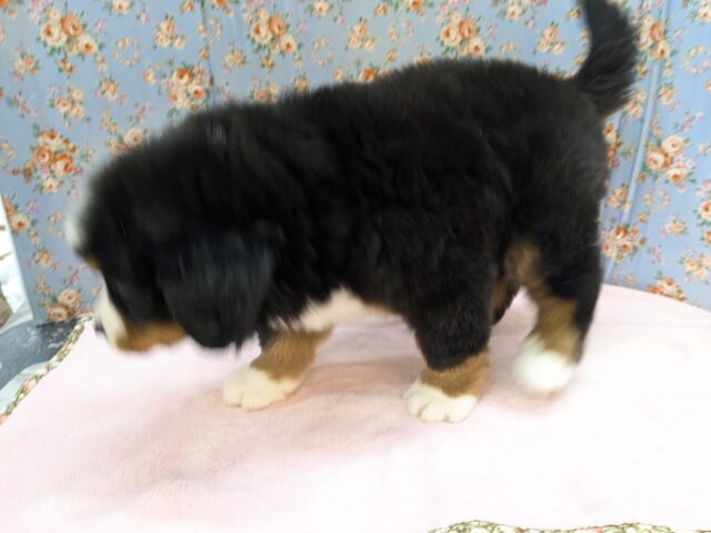 バーニーズマウンテンドッグ