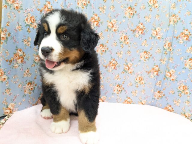 バーニーズマウンテンドッグ