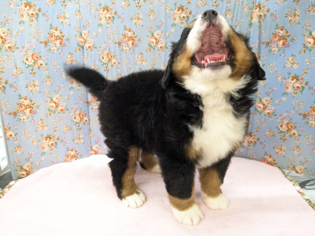 バーニーズマウンテンドッグ