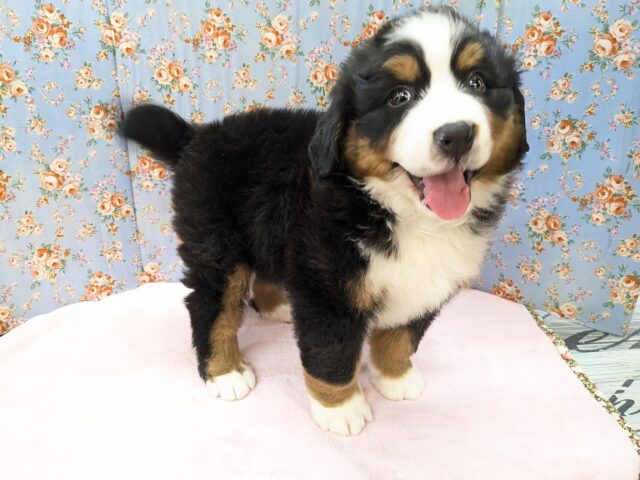 バーニーズマウンテンドッグ