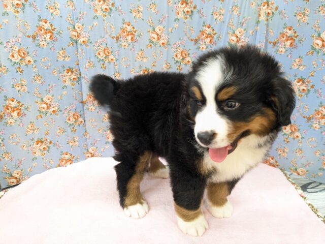 バーニーズマウンテンドッグ