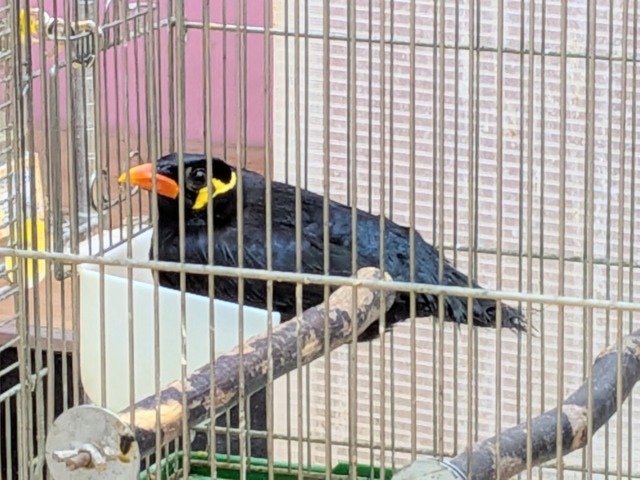 九官鳥（キュウカンチョウ）